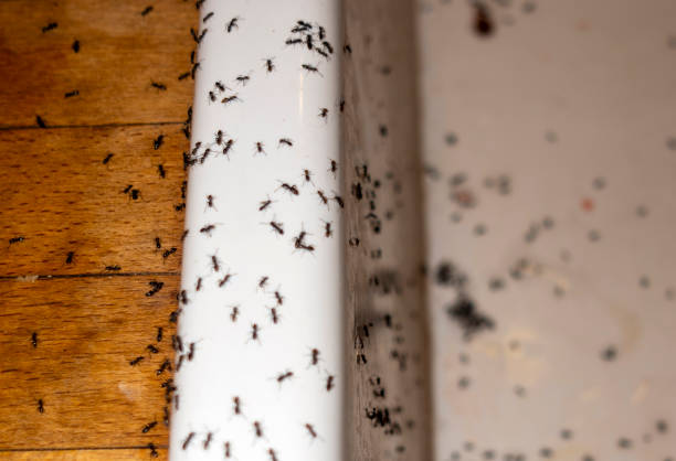 Best Pest Removal Services  in Dunthpe, OR